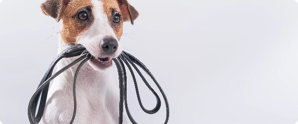 Chien Accessoires de promenade