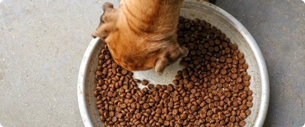 Chien Fontaine, distributeur et gamelle